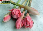 Kecombrang, Si Cantik Beraroma Khas yang Ternyata Kaya Manfaat untuk Kesehatan