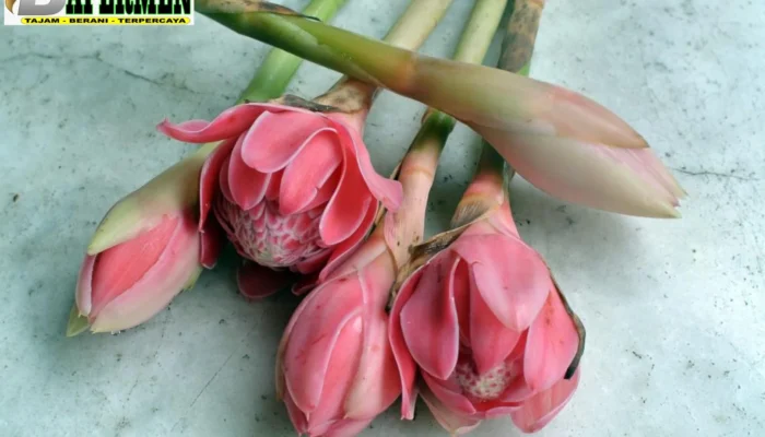 Kecombrang, Si Cantik Beraroma Khas yang Ternyata Kaya Manfaat untuk Kesehatan