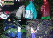 Hujan Disertai Angin Kencang Terjang Padang, Dua Pohon Tumbang Timpa Aset Warga dan Ganggu Lalu Lintas