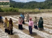 Pemko Sawahlunto Sulap Lahan Bekas Tambang Jadi Lahan Pertanian Produktif Lewat Program Gerak Lekas
