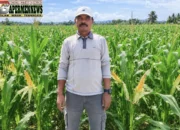 Produksi Jagung Terancam Huntap, Petani Penggarap Eks HGU PT Inang Sari Minta Kepastian Legalitas Lahan